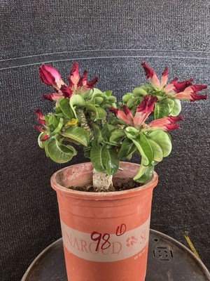Rare Live House Plant Adenium 'Dorset Horn Medusa' WYSIWYG Caudex Boutique