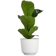 Live Fiddle Leaf Fig Tree Ficus Plant, House Plant Decor in 6" White Pot, Eas...