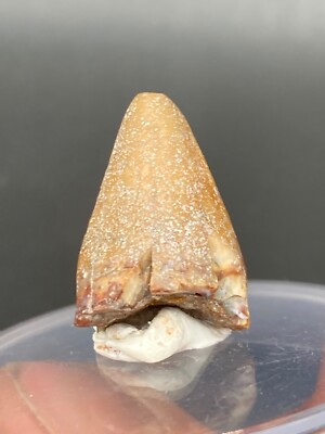 0,78'' / 2 cm Madagaskar Fossil Krokodil Zahn Mahajangasuchus Kreide Krokodil