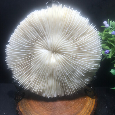 220g Natural White Mushroom Nautical Aquarium Coastal Beach Crafts Home Decor 27