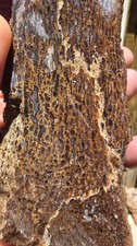 2.22 Lbs Agitized Dino Bone 4 Rocks