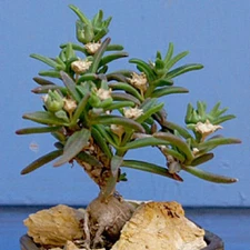 Delosperma Napiforme, mestoklema macrorrhizum bonsai mesemb plant seed 50 SEEDS
