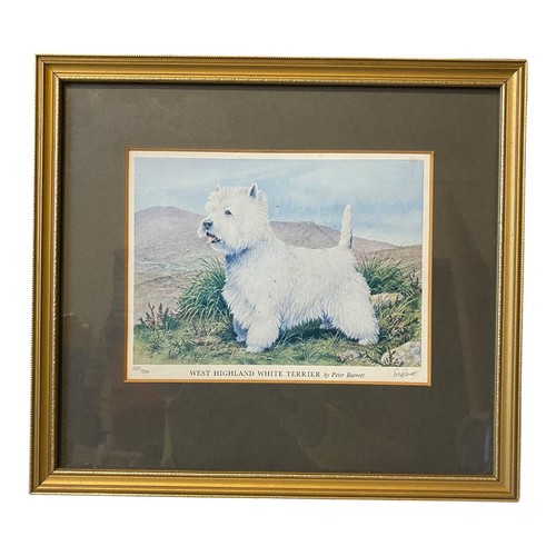 West Highland Terrier Westie gerahmt signiert LE Druck von Peter Barrett Nr. 689/5000