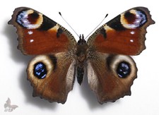 Inachis io, UNMOUNTED butterfly