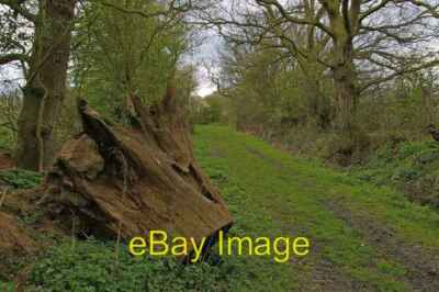 Photo 6x4 Stump on Workhouse Lane Rettendon Workhouse Lane runs from ...