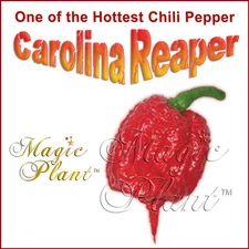 Carolina Reaper Dried Whole Pepper Pods 1kg / 2.2lb | Hottest Pepper in World!