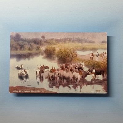 Lipton Serie Werbe Postkarte um 1910 Ceylon Tee Nachlass Vieh Baden