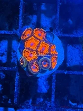 CE- WYSIWYG Darth Maul Zoa Zoanthid Frag Live Coral LPS SPS #R1GG7