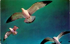 Seagull Flight Blue Heaven Heights Postcard Unused (33549)