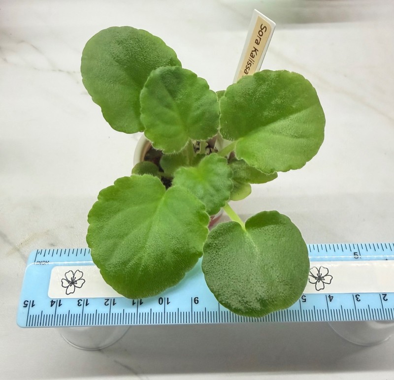 African Violet~ Sora Kalissa! Semiminiature!~Starter