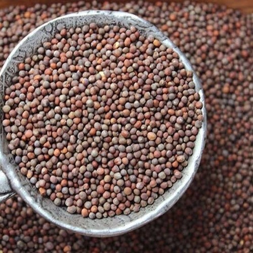 Semi di Broccoli Biologici - Commestibili, Non OGM, per Germogliare 450g بذور البروكلي العضوية - Foto 2 di 2