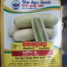 White Cucumis Cucumber Seeds grow vegetable home Gardening farm Agriculture 2gx2