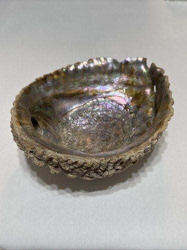 Large Red Abalone Shell Natural Polished 6”x5.5” Jewelry Dish - Picture 3 of 10
