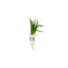 Dwarf Sagittaria Subulata Live Aquarium Plants BUY 2 GET 1 FREE
