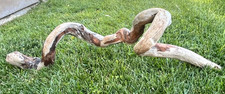Natural Driftwood for Fish  Reptile Aquariums, Crafts, Decor 38x10x6