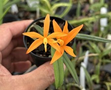 BRASIL MINIATURE CATTLEYA ORCHID SPECIES marcaliana BS 2inch pot