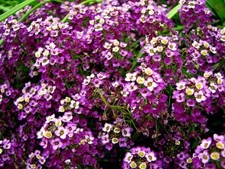 Lot De 50 Graines D'Alysse Odorant Royal Carpet Fleurs  Graines Seed