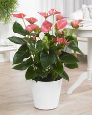 Pink Anthurium Laceleaf Colourful Indoor Flowering House Plant | 13cm Pot