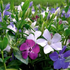 Vinca Minor Tricolour in 2L Pot - Periwinkle Evergreen Groundcover Perennial