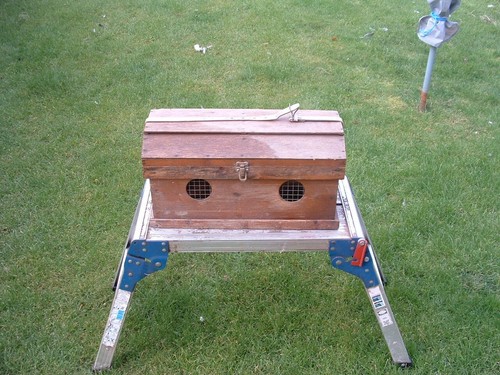 ferret box subscription