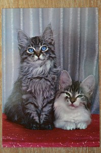 Vintage Cat Postcard Kruger Two Long Haired Tabby White Kittens