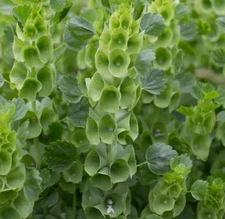  BELLS OF IRELAND SEEDS 200+ FRAGRANT annual CUTFLOWER garden MOLUCCELLA LAEVIS 