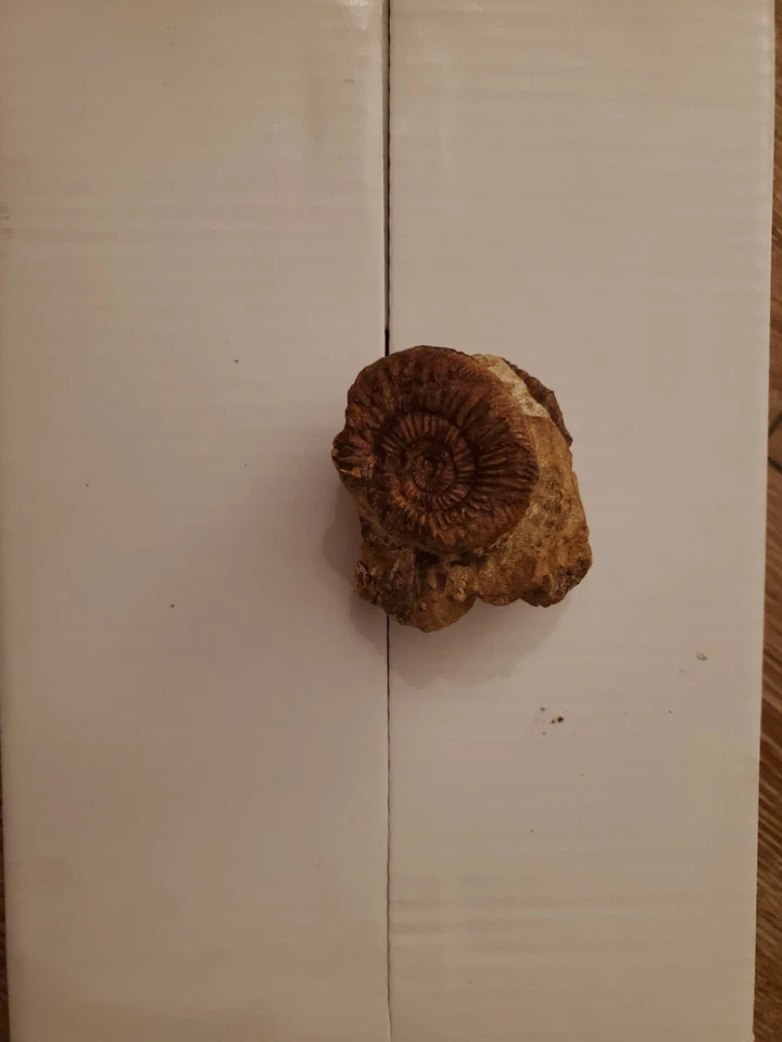 Ammoniten Fossilien Sammlung - Bild 2 von 3