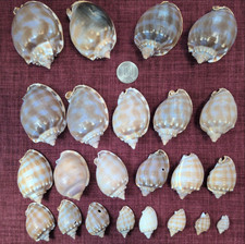 japanese sea glass Surf-Tumble Shell