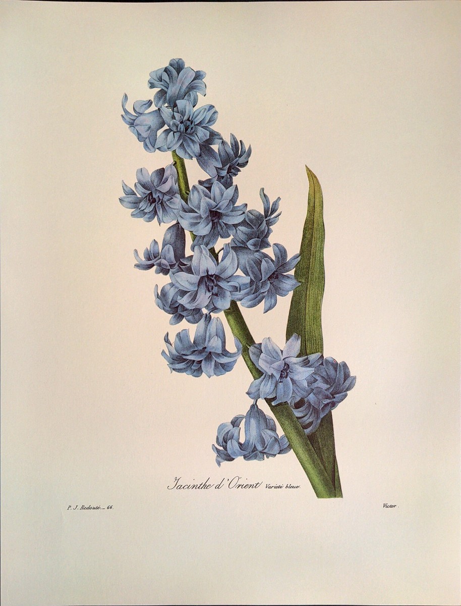 BOTANICAL ART 【import品】 il_fullxfull.