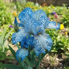 30 Blue Speckled Bearded Iris Seeds – Sky-Blue Ruffled Blooms with White Spots