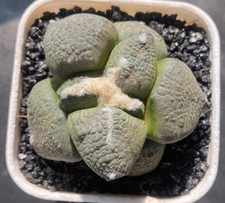 Rara pianta SucculentaLive Ariocarpus "Lloydii" WYSIWYG boutique autoradicata