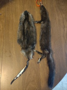 Real Tanned Muskrat And Mink Tanned Fur Pelts Taxidermy Native Art Oddity Trap