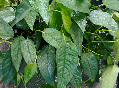 CEBU BLUE Philodendron - Epipremnum Pinnatum - 3 NODE 3 Leaf Cutting -  Unrooted | eBay