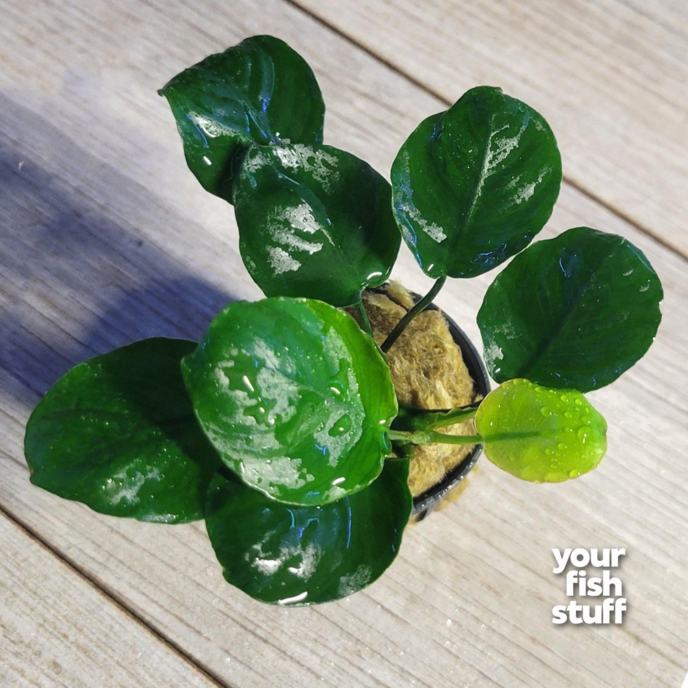 Anubias Barteri Golden Round Coin Live Aquarium Plant BUY GET
