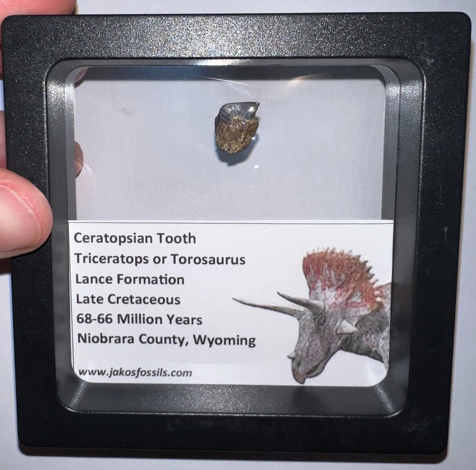 FRAMED TRICERATOPS or TOROSAURUS Fossil Dinosaur Tooth Lot! One per Order! - Image 2 of 4