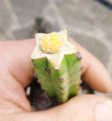 Ariocarpus RARITÄT Astrophytum  ,Astrophytum Asterias Variegata , 