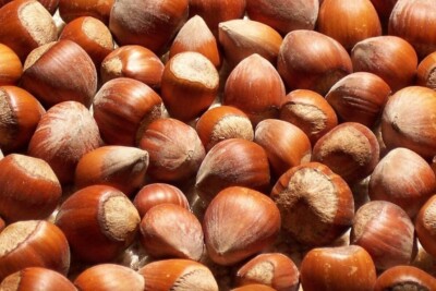 Freshly Harvested American Grown Raw In-shell whole Hazelnuts Filberts Large 5LB