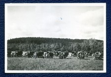 952) Genuine Photo France 1940 - Rest Horse Wagon / Infantry Cart in CHAUME