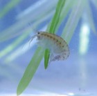 Live Freshwater Scuds (Gammarus Shrimp) - Live Fish Food / Clean up Crew