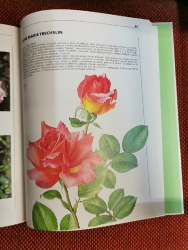 Rose M. Molon Stock ed 1989 L2/S ° - Imagen 10 de 10