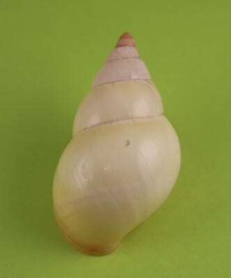 LIGUUS fasciatus Florida Tree Snail Shell - ornatus 45.69mm - Fine