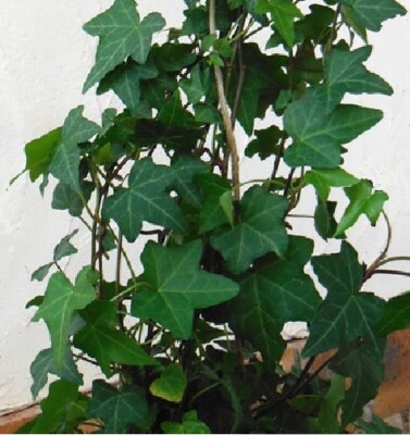 japanische aukube zimmerpflanze Japanische Buntlaubige Aukube kaufen | Aucuba japonica 'Variegata' main image 0