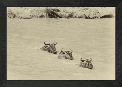 Drei Gnus gerahmtes Wandbild Poster Leinwanddruck Bild