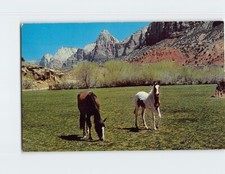 Postcard Horses on Western Range