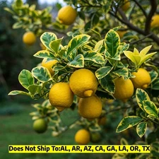 Variegated Pink Lemon Tree 2-3ft Tall in 1 gal Pot Live Rare Eureka Citrus Plant