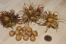 Baumhasel - essbare Früchte (Haselnuss), winterhart -  4 Samen