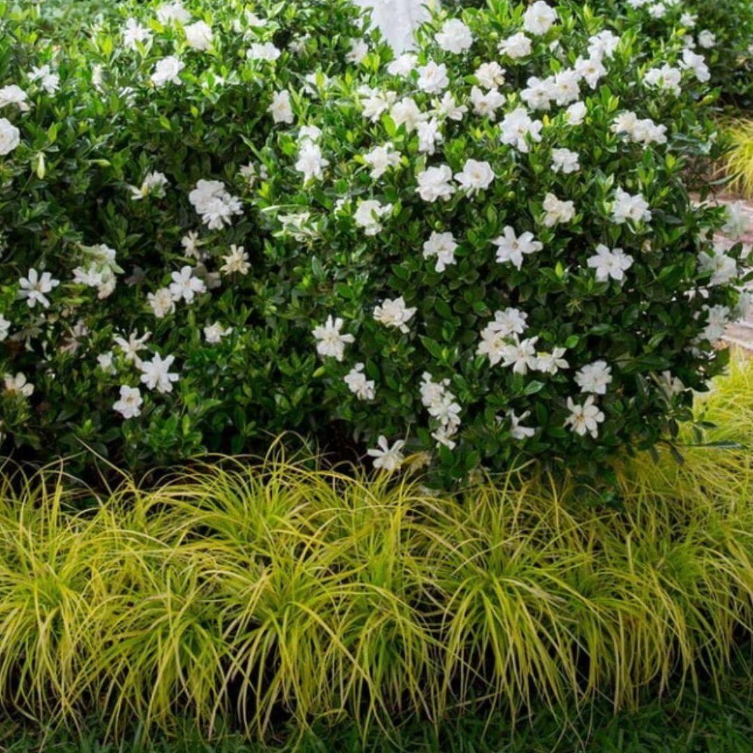 Live Gardenia with White Fragrant Blooms 2.5 qt Evergreen Shrub