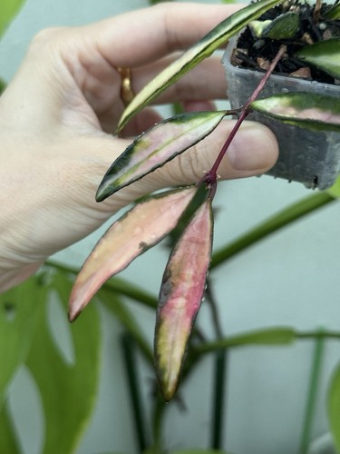 💖Hoya kentiana "Lori Lyn"💖(Rare)~Established Indoor/Outdoor Plant - Picture 3 of 6