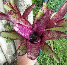 BUY 4 SAVE 20% Bromeliad Neoregelia SMITHII Young Single Plant - Purple Spot