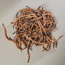 STUNNING AND RARE SOLOMON ISLAND BAKHIA SHELL MONEY